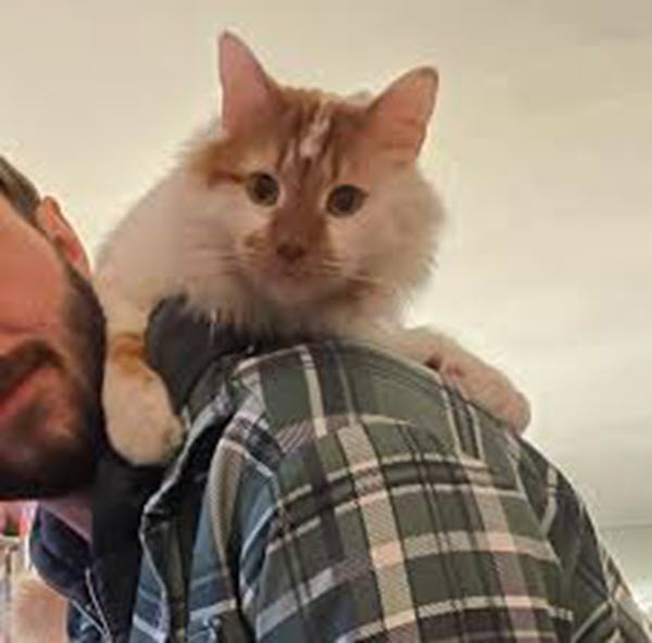 Cat Sitting On Shoulder 3 Updated