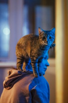 A lively tabby cat stands on a person's shoulder indoors.